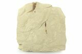 Fossil Leaf with Crane Fly - Green River Formation, Utah #360314-1